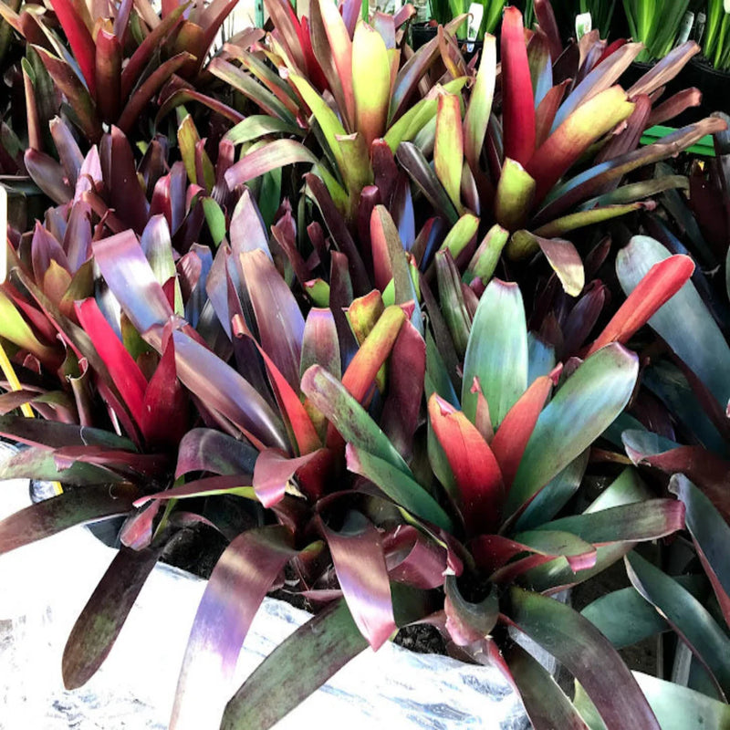 Wine-coloured Bromeliad (Alcantarea vinicolor)