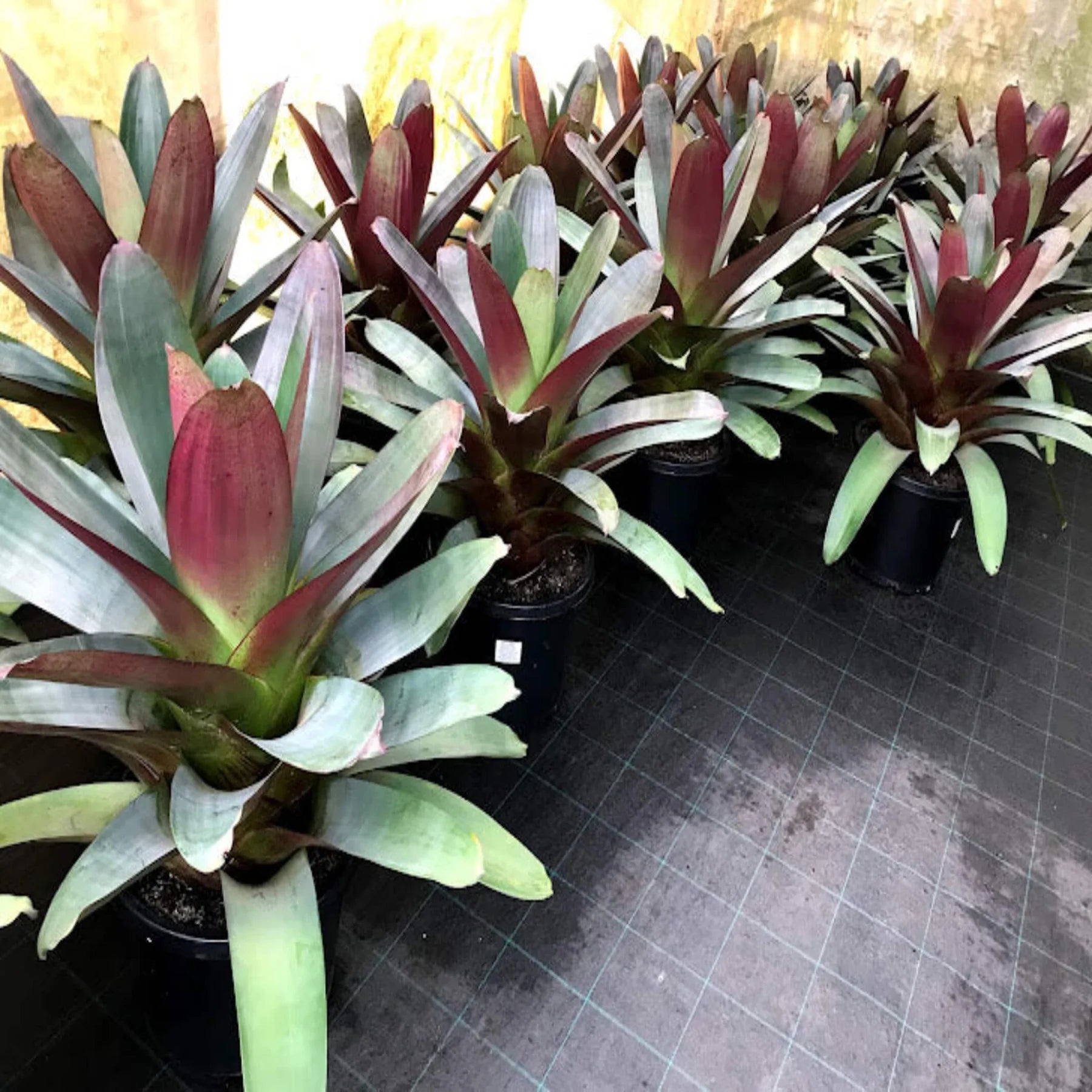 Imperial Bromeliad Rubra (Alcantarea imperialis)