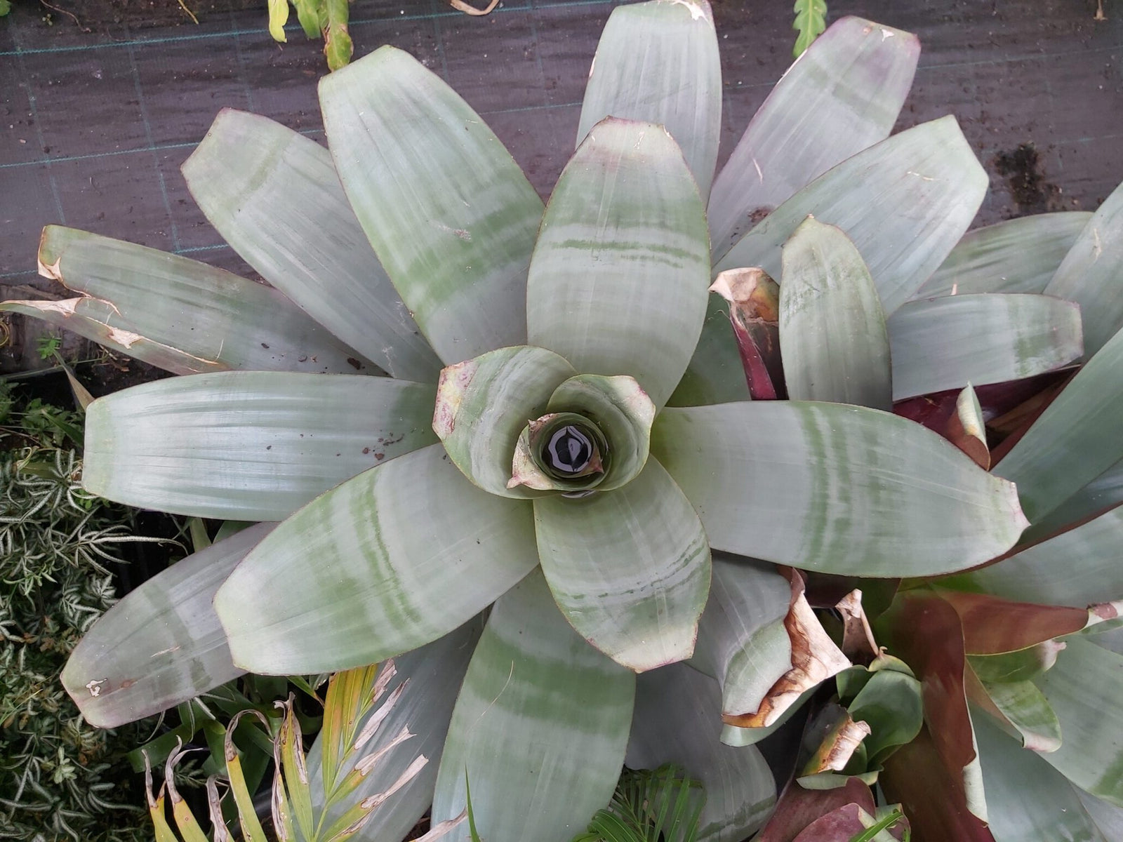 Imperial Bromeliad Silver Plum (Alcantarea imperialis) - Ladybird Nursery