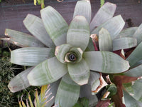 Imperial Bromeliad Silver Plum (Alcantarea imperialis)