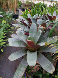 Imperial Bromeliad Silver Plum (Alcantarea imperialis)