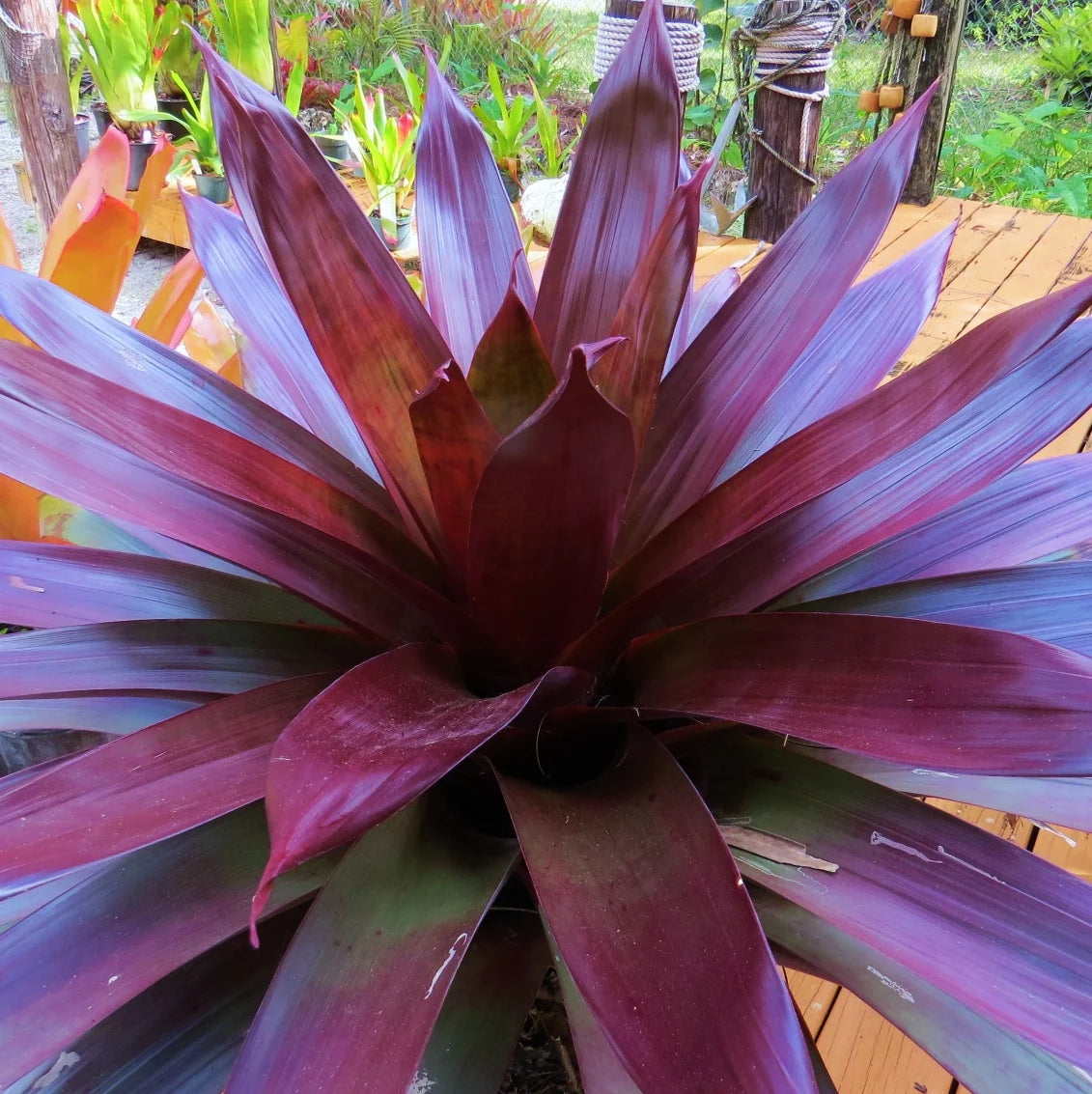 Wine-coloured Bromeliad (Alcantarea vinicolor)