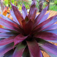 Wine - coloured Bromeliad (Alcantarea vinicolor) - Ladybird Nursery
