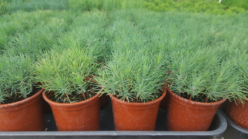 Aleppo Pine (Pinus halepensis)