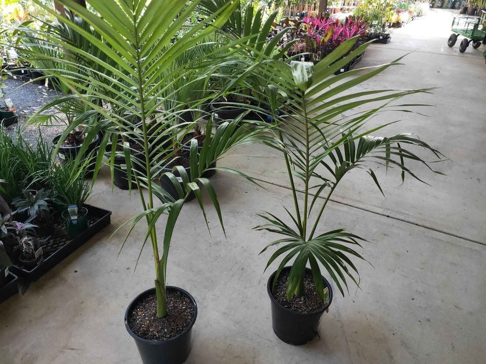 Alexander Palm (Archontophoenix alexandrae) 200mm Pot (PICKUP ONLY) - Ladybird Nursery