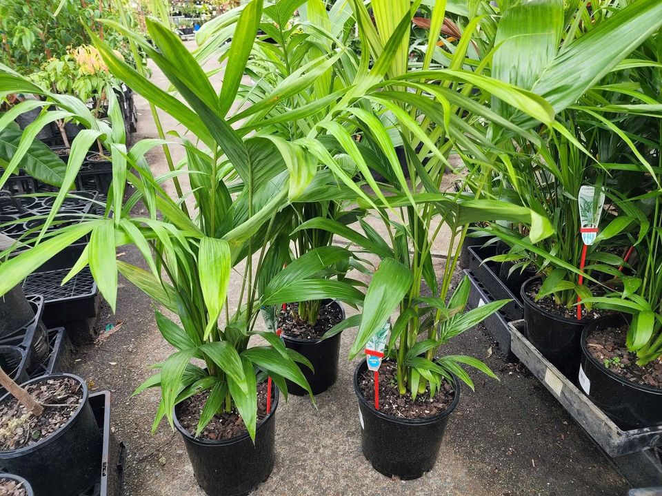 Alexander Palm (Archontophoenix alexandrae) 200mm Pot (PICKUP ONLY) - Ladybird Nursery