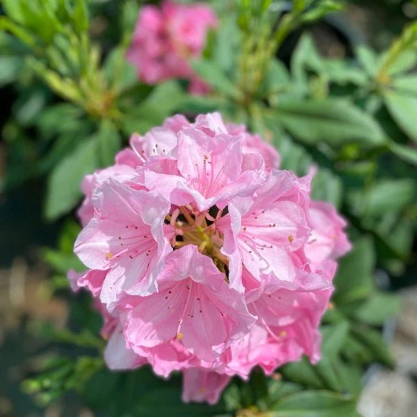 Azalea Dr. Arnold W. Endtz - Ladybird Nursery