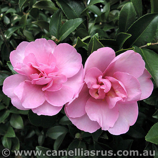 Sasanqua Camellia Jane Morgan (Camellia sasanqua)