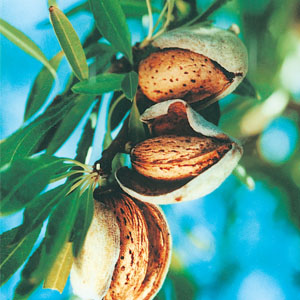 Almond 'All In One'