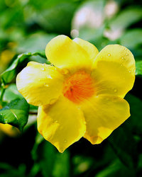 Dwarf Golden Trumpet Ladders (Allamanda schottii)