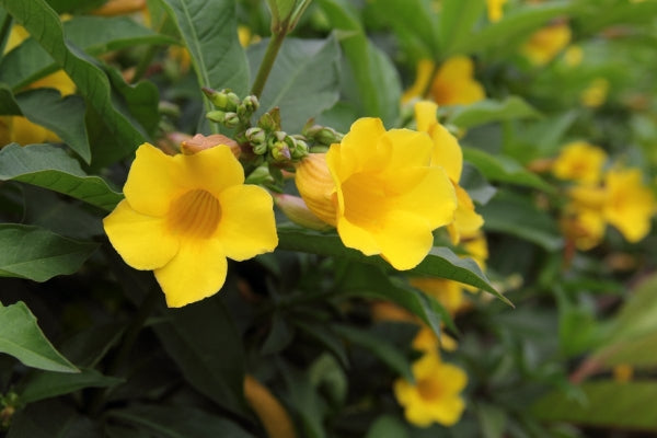 Dwarf Golden Trumpet Ladders (Allamanda schottii)