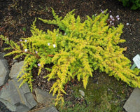 Shore Juniper All Gold (Juniperus conferta)