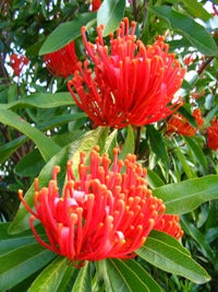 Tree Waratah (Alloxylon flammeum)