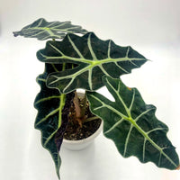 Amazonian Elephant Ear 'Dwarf Form' (Alocasia amazonica)