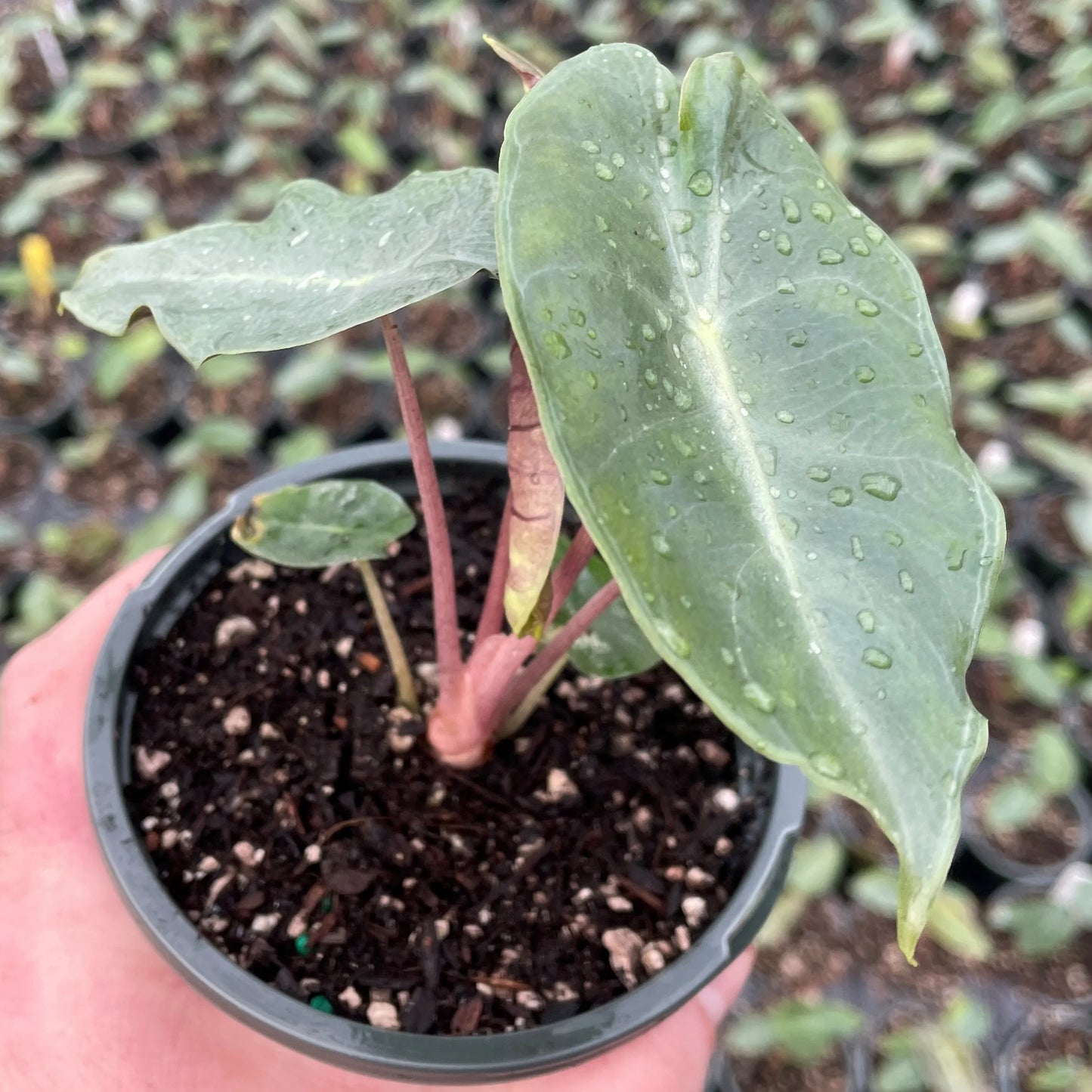 Elephant Ear (Alocasia Bebe)