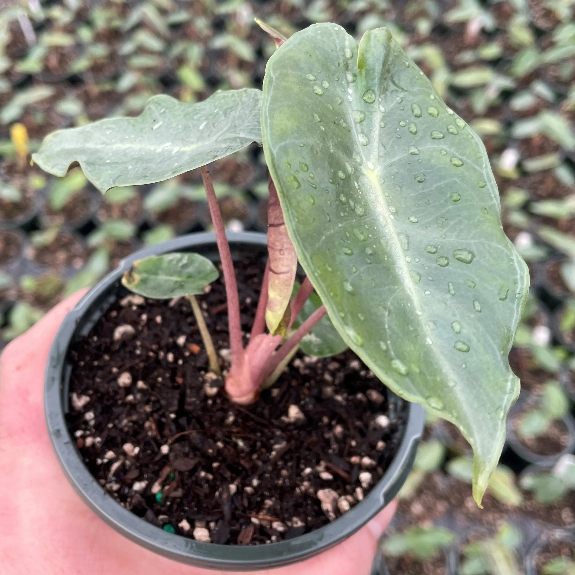 Elephant Ear (Alocasia Bebe)