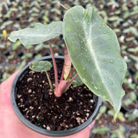 Elephant Ear (Alocasia Bebe) - Ladybird Nursery