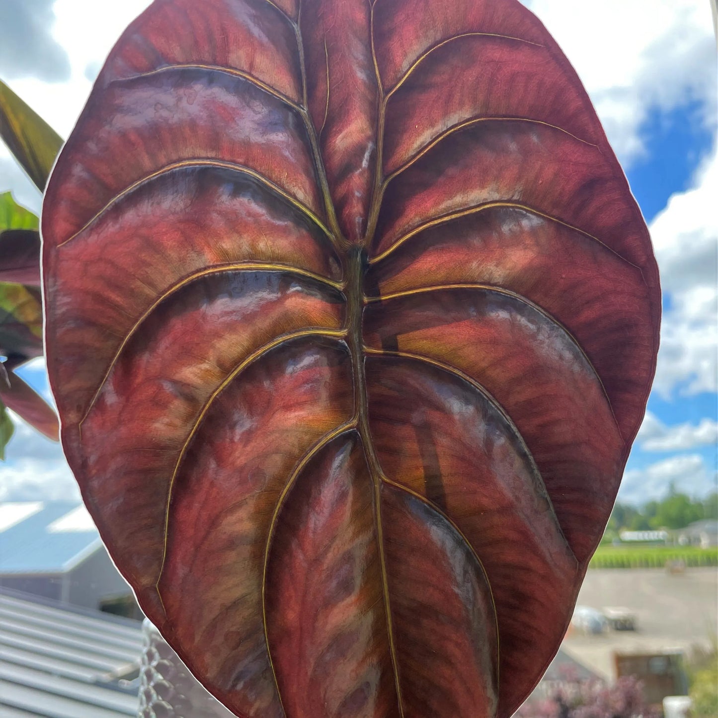 Red Secret Elephant Ear (Alocasia Red)