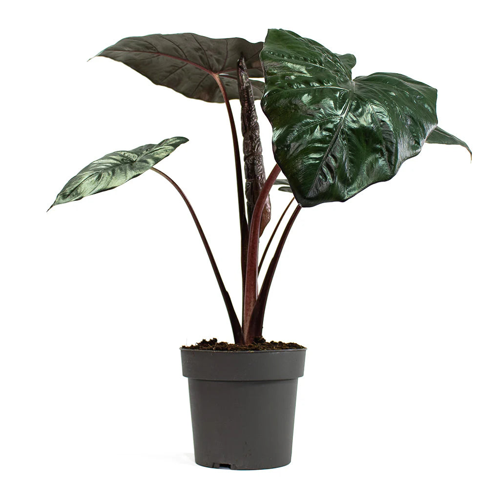 Yucatan Princess Elephant Ear (Alocasia Yucatan)