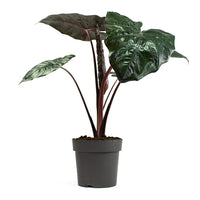 Yucatan Princess Elephant Ear (Alocasia Yucatan) - Ladybird Nursery