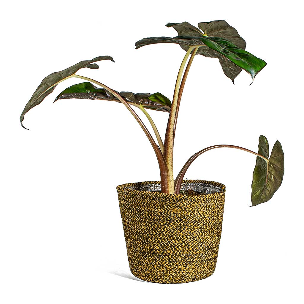 yucatan princess plant indoor care Yucatan Princess Elephant Ear Plant – Buy Now! – Ladybird Nursery