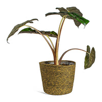 Yucatan Princess Elephant Ear (Alocasia Yucatan)