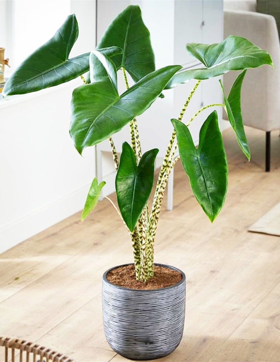 Zebra Plant (Alocasia zebrina)