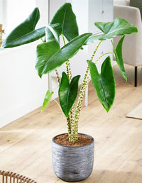 Zebra Plant (Alocasia zebrina) - Ladybird Nursery