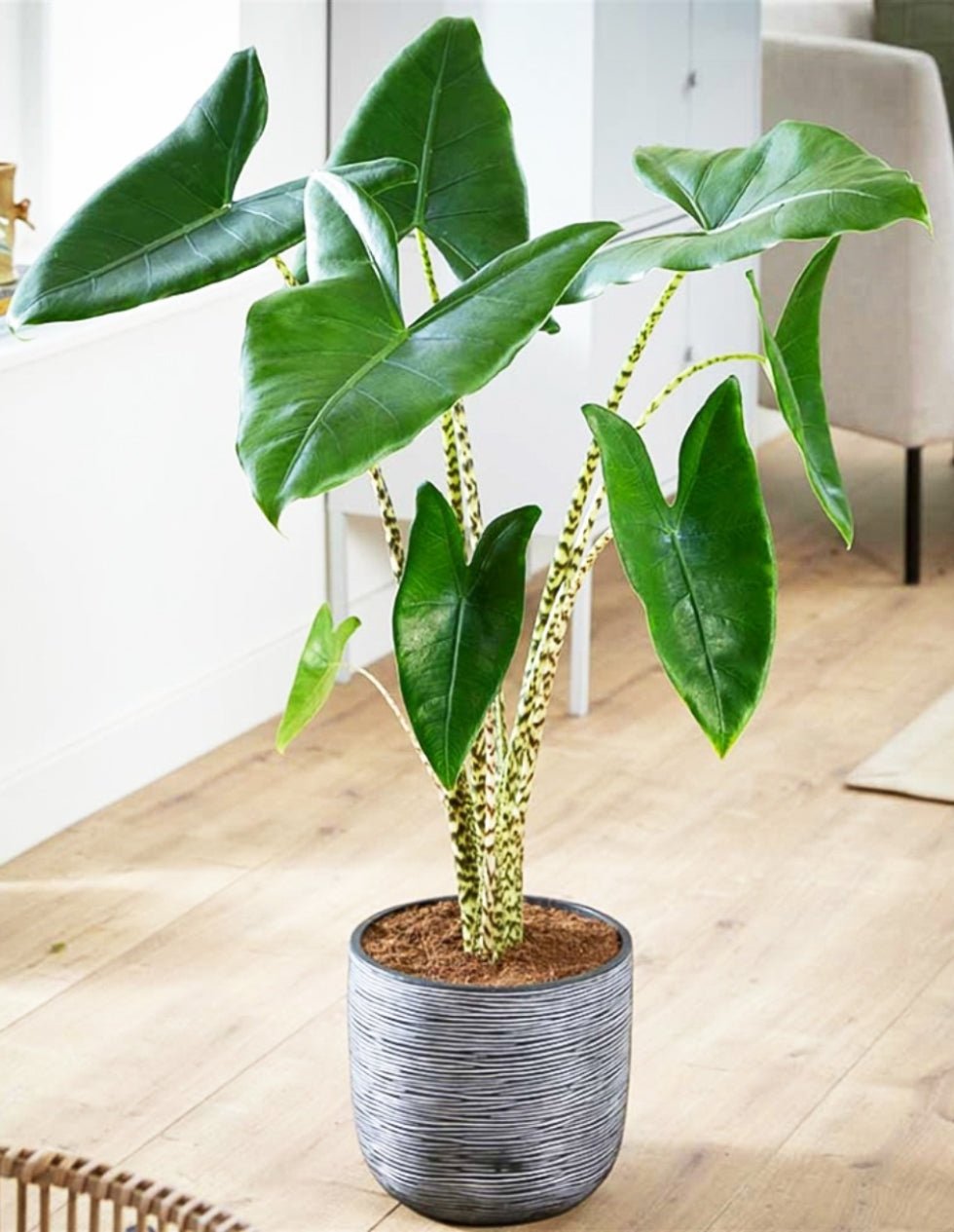 Zebra Plant (Alocasia zebrina) - Ladybird Nursery