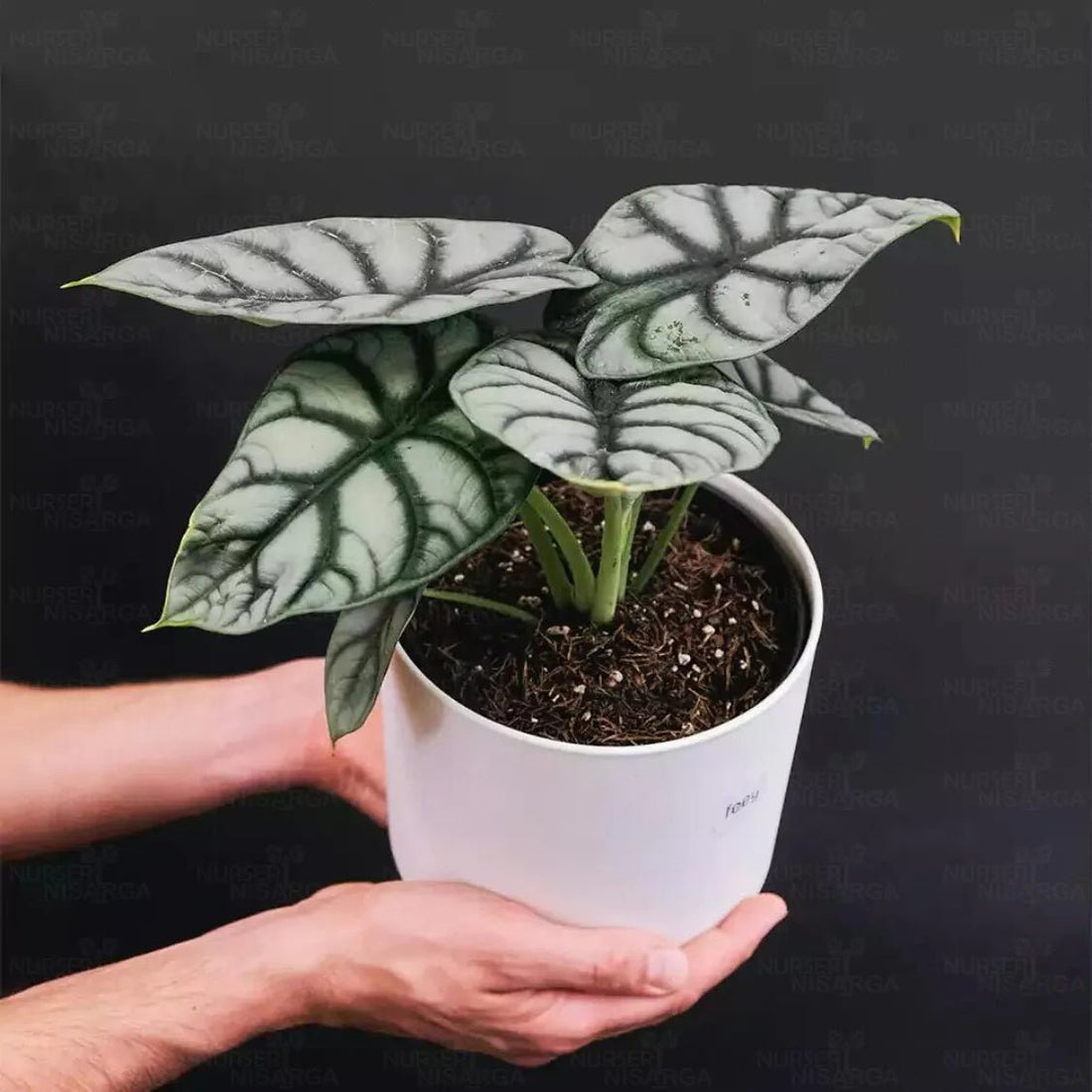 Alocasia ‘Silver Dragon’ (Alocasia baginda) - Ladybird Nursery