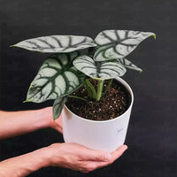 Alocasia ‘Silver Dragon’ (Alocasia baginda)