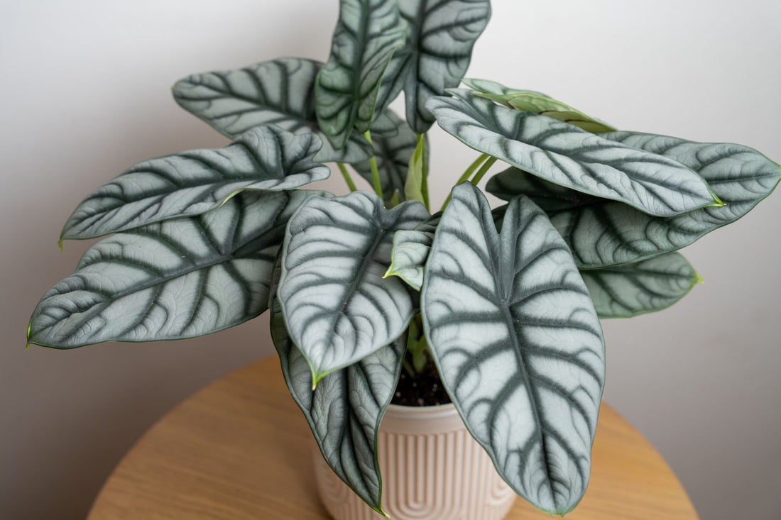 Alocasia ‘Silver Dragon’ (Alocasia baginda) - Ladybird Nursery