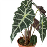 Dwarf Elephant Ear (Alocasia amazonica) - Ladybird Nursery