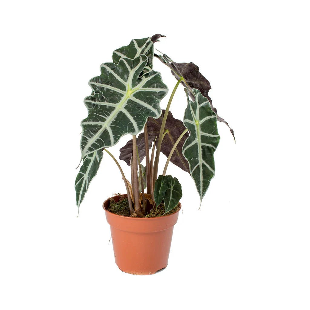 Dwarf Elephant Ear (Alocasia amazonica) - Ladybird Nursery