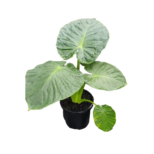 Dwarf Elephant Ear (Alocasia calidora)
