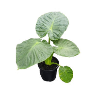 Dwarf Elephant Ear (Alocasia calidora)