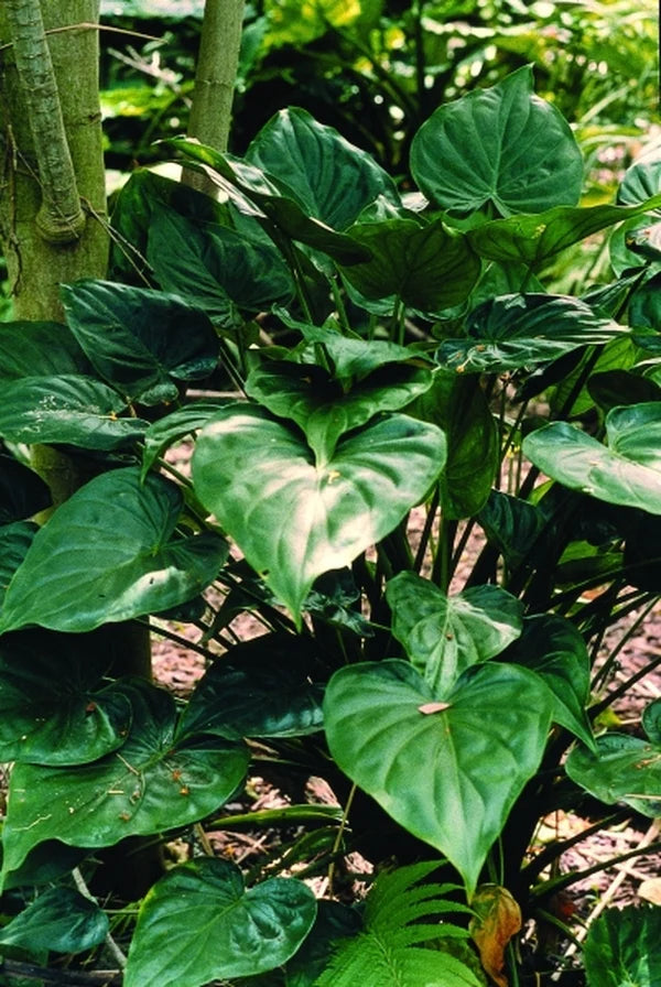 Hooded Dwarf Elephant Ear (Alocasia cucullata)