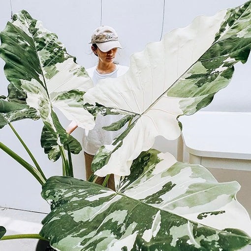 Variegated Elephant Ear Variegata (Alocasia macrorrhizos)