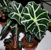 Boa Elephant Ear (Alocasia Boa)