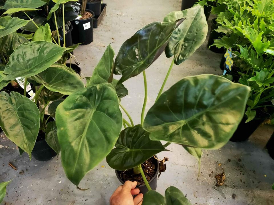 Alocasia wentii - Ladybird Nursery