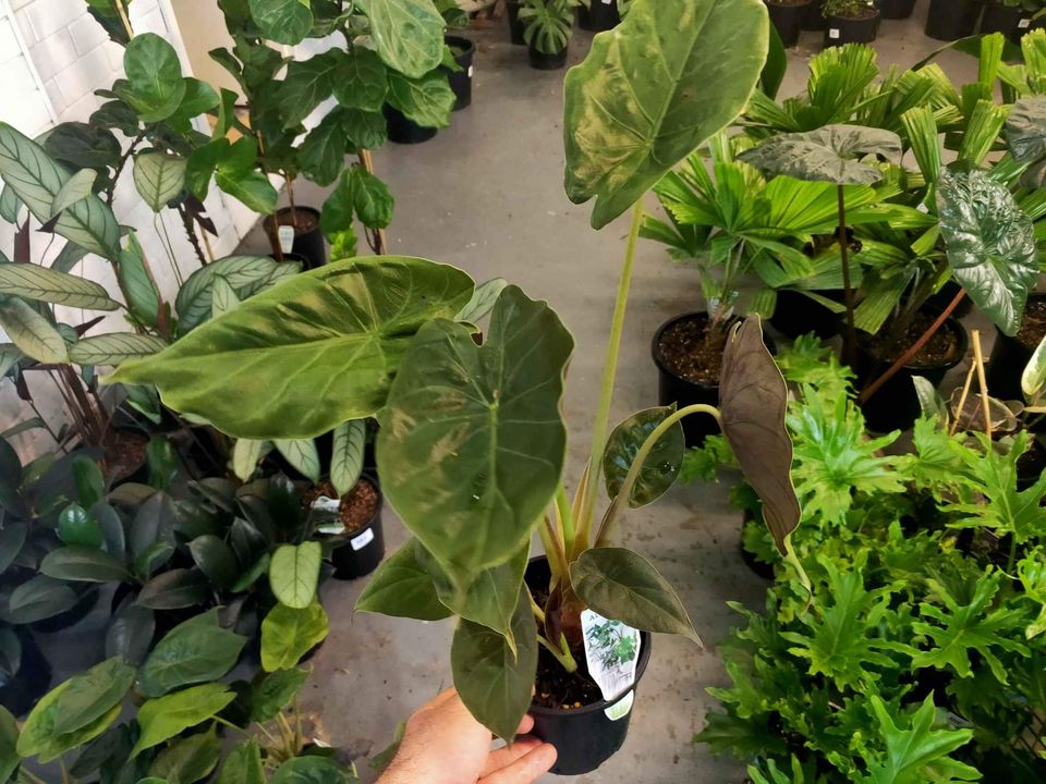 Alocasia wentii - Ladybird Nursery