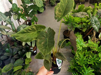 Alocasia wentii