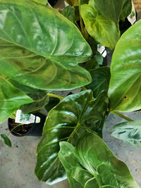 Alocasia wentii