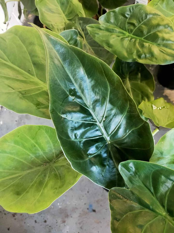 Alocasia wentii - Ladybird Nursery