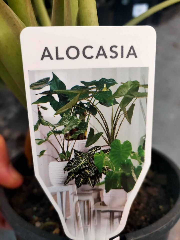 Alocasia wentii - Ladybird Nursery
