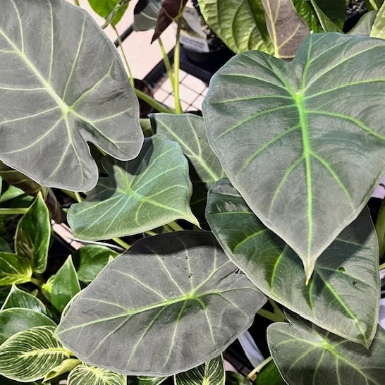 Elephant Ear ‘Regal Shields’ (Alocasia)