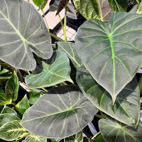 Elephant Ear ‘Regal Shields’ (Alocasia)