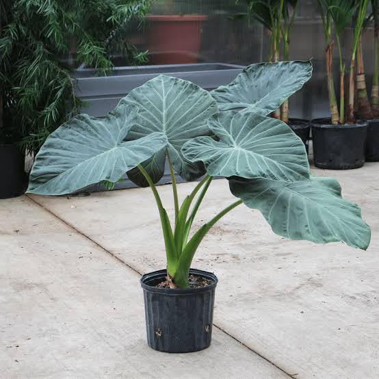 Elephant Ear ‘Regal Shields’ (Alocasia)