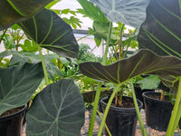 Elephant Ear ‘Regal Shields’ (Alocasia)