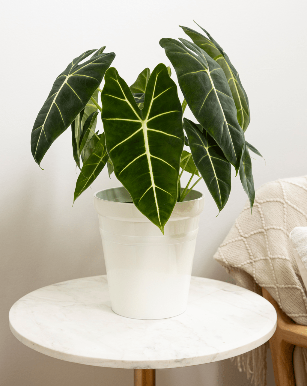 Alocasia micholitziana 'Frydek' (Green Velvet) - Ladybird Nursery